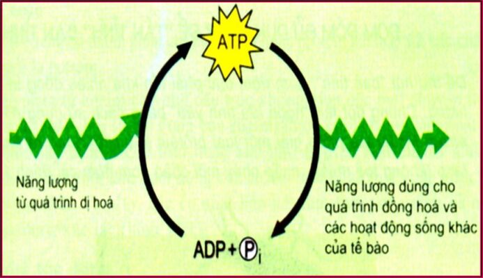 cải thiện sức khỏe của mitochondria đồng nghĩa với việc tăng sản xuất ATP